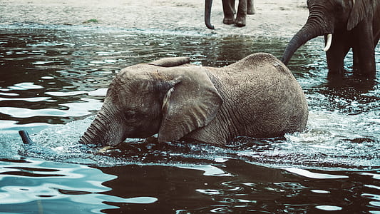 baby elephant in body of water beside elephant thumbnail