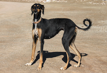 adult black and tan Saluki thumbnail