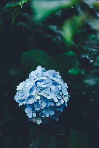 closeup photo of blue hydrangeas in bloom thumbnail