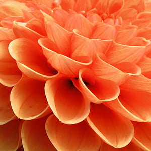macro photo of orange flower thumbnail