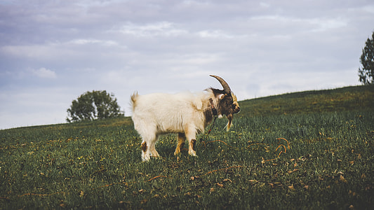white ram on grass field thumbnail