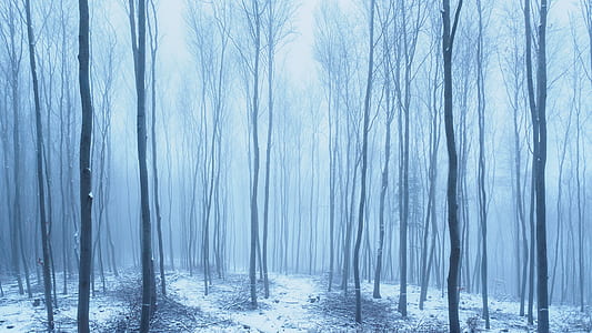 bare trees during snow at daytime thumbnail