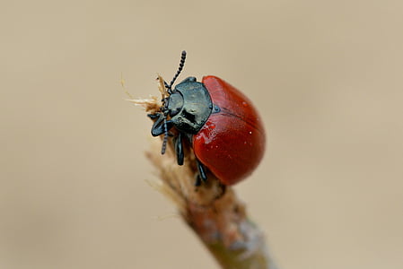red and black bug on twig thumbnail