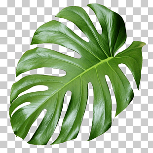 Plant Aesthetics, monstera, green Monstera deliciosa leaf PNG clipart