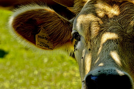 brown and black cattle thumbnail