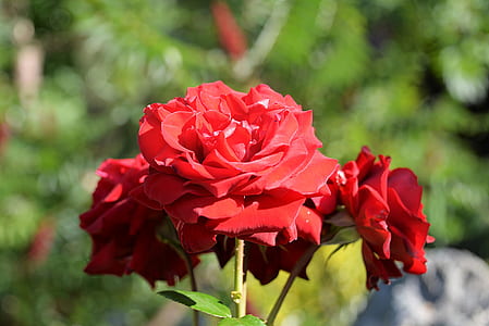 red rose flower selective focus photography thumbnail