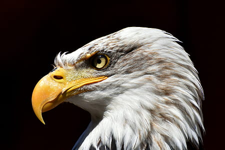 American Bald eagle thumbnail