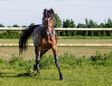 brown horse standing on ground thumbnail