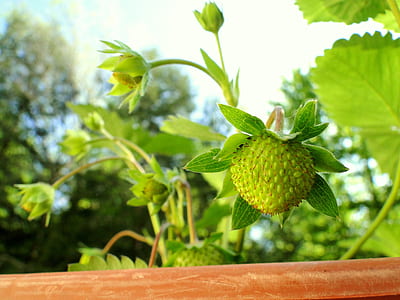 green flower beside brown wooden board thumbnail