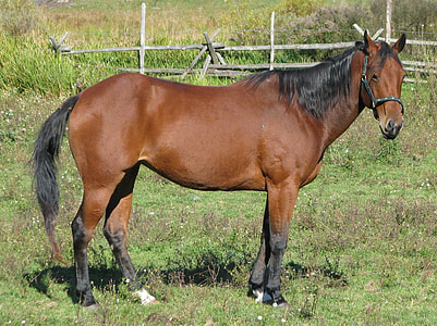 Domestic Horse, Equus Ferus Caballus thumbnail