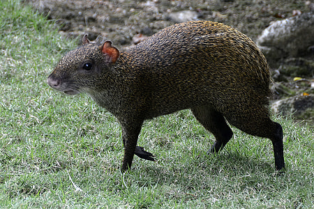 gray and brown rodent walking through green grass thumbnail