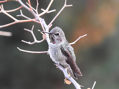 close-up photography of hummingbird perching on branch thumbnail