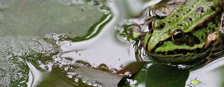 green frog lying on grreeen pad thumbnail