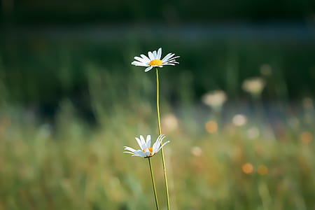 macro shot photography of white and yellow flower thumbnail