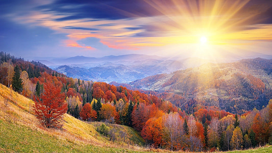 forest on mountain thumbnail