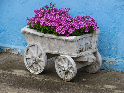 carriage of purple petaled flower thumbnail
