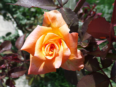 close-up photography of orange rose thumbnail