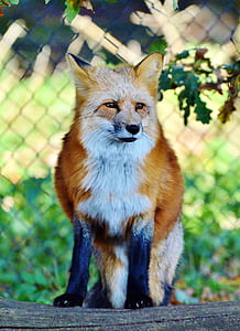 brown and white fox thumbnail