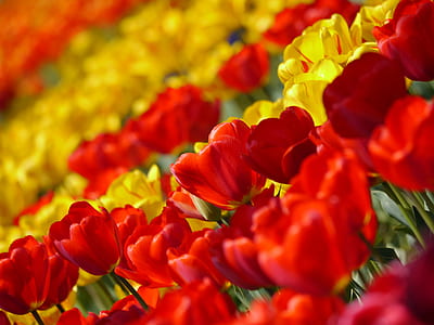 close-up photography of yellow and red petaled flowers at daytime thumbnail