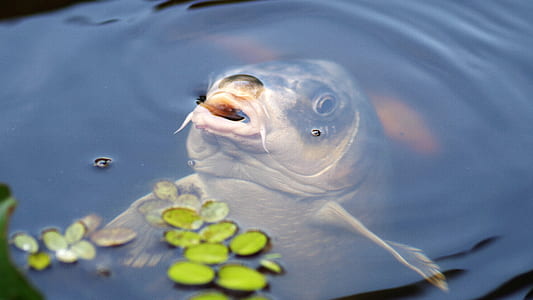 white fish on body of water thumbnail