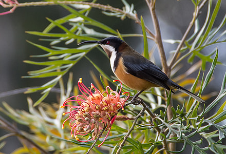 Eastern Spinebill, Spinebill thumbnail