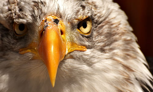 close-up photo of white eagle thumbnail