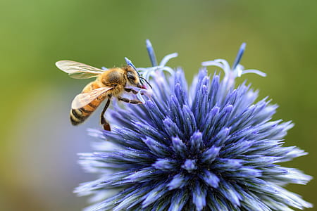 yellow bee on blue flower thumbnail