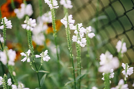 Flowers, fruits and vegetables in the garden thumbnail