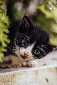 Cute Curious Cat Photo thumbnail