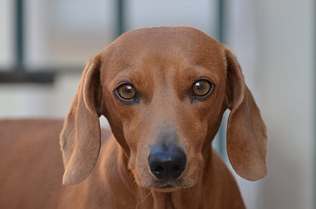selective focus photography of brown dog thumbnail