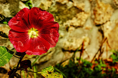 close up photography of red petaled flower thumbnail