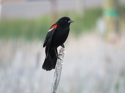 black and red bird perched on gray branch thumbnail