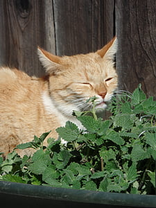 tabby cat beside plant thumbnail