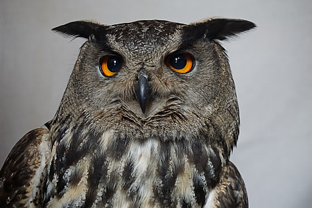 closeup photo of gray owl thumbnail
