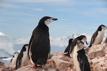 flock of penguin on rock formation thumbnail