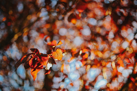 Autumn walk with dogs thumbnail
