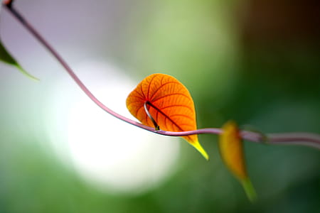 light, garden, leaf, blur thumbnail