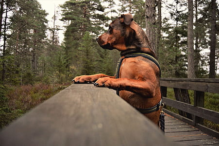 dog hanging on gray wooden bridge at daytime thumbnail