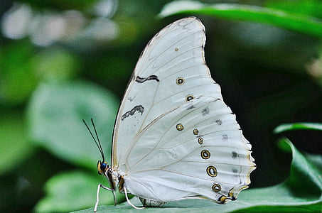 selective focus photography of white and brown spotted butterfly perched on green leaf thumbnail