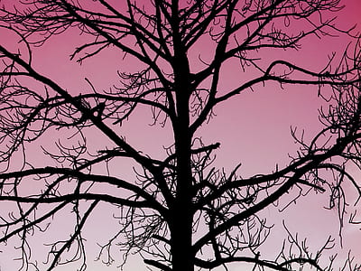 silhouette of bare tree thumbnail