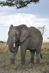 gray elephant on green grass thumbnail
