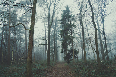landscape photography of forest thumbnail
