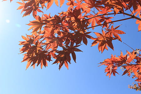 brown tree thumbnail