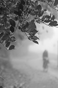 Berries and Leaf in Grayscale thumbnail
