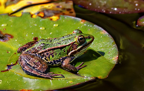 green and brown frog on green leaf thumbnail