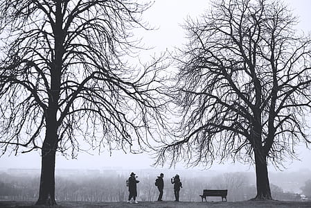 grayscale photo of three people between bare trees thumbnail