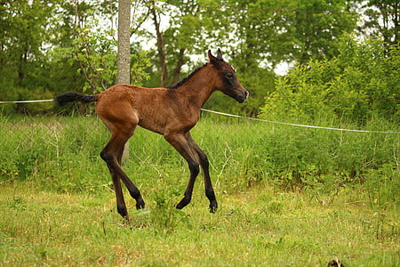 brown donkey hopping on green grass thumbnail