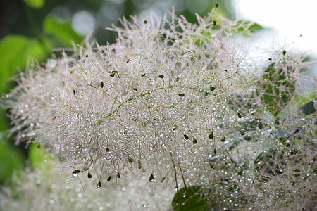 dew on leaves thumbnail