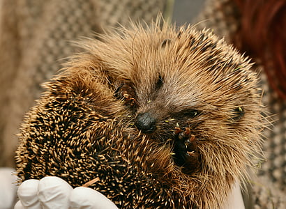 person holding brown porcupine thumbnail