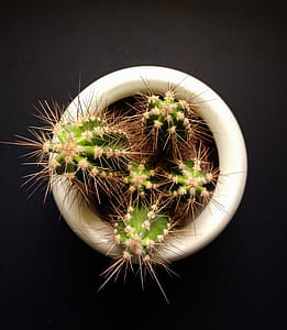 Green Cactus in White Pot thumbnail